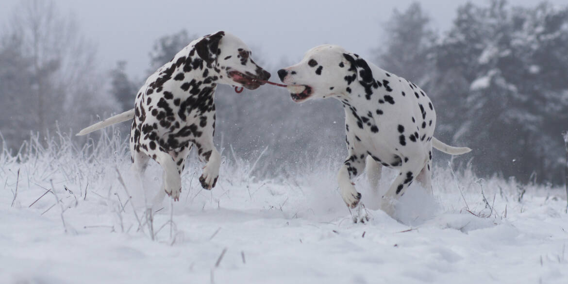 Dalamatians-playing-in-winter.jpg