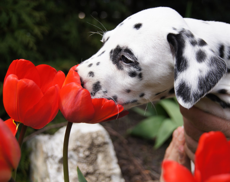 Dalmatiner-mit-Tulpe.jpg