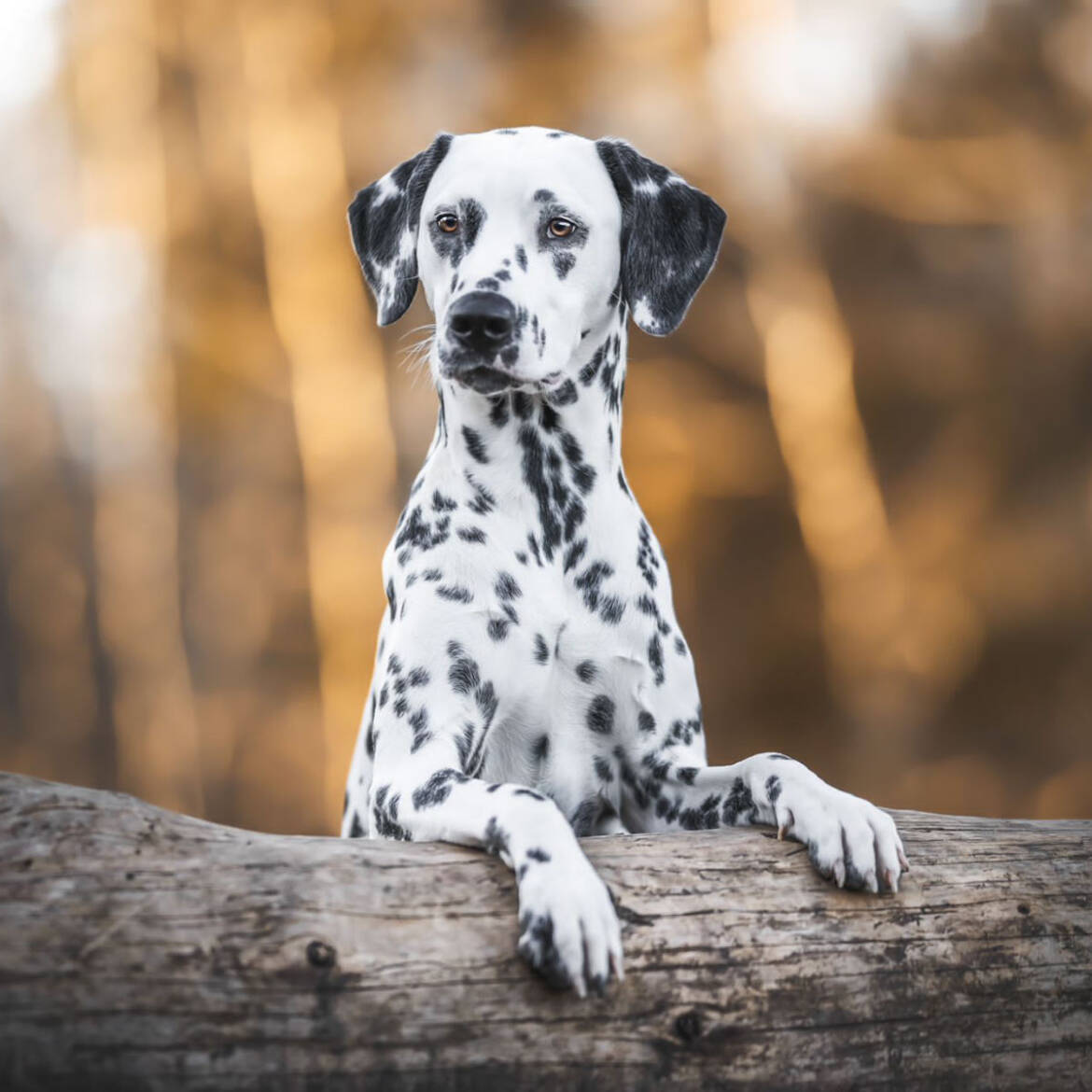 Der-Dalmatiner_11e5cdd7-9192-41d9-a243-26c2c1ee5508.jpg