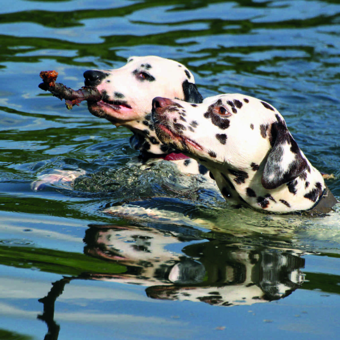 Der-Dalmatiner_Taro-und-Choise_Wasser1.jpg