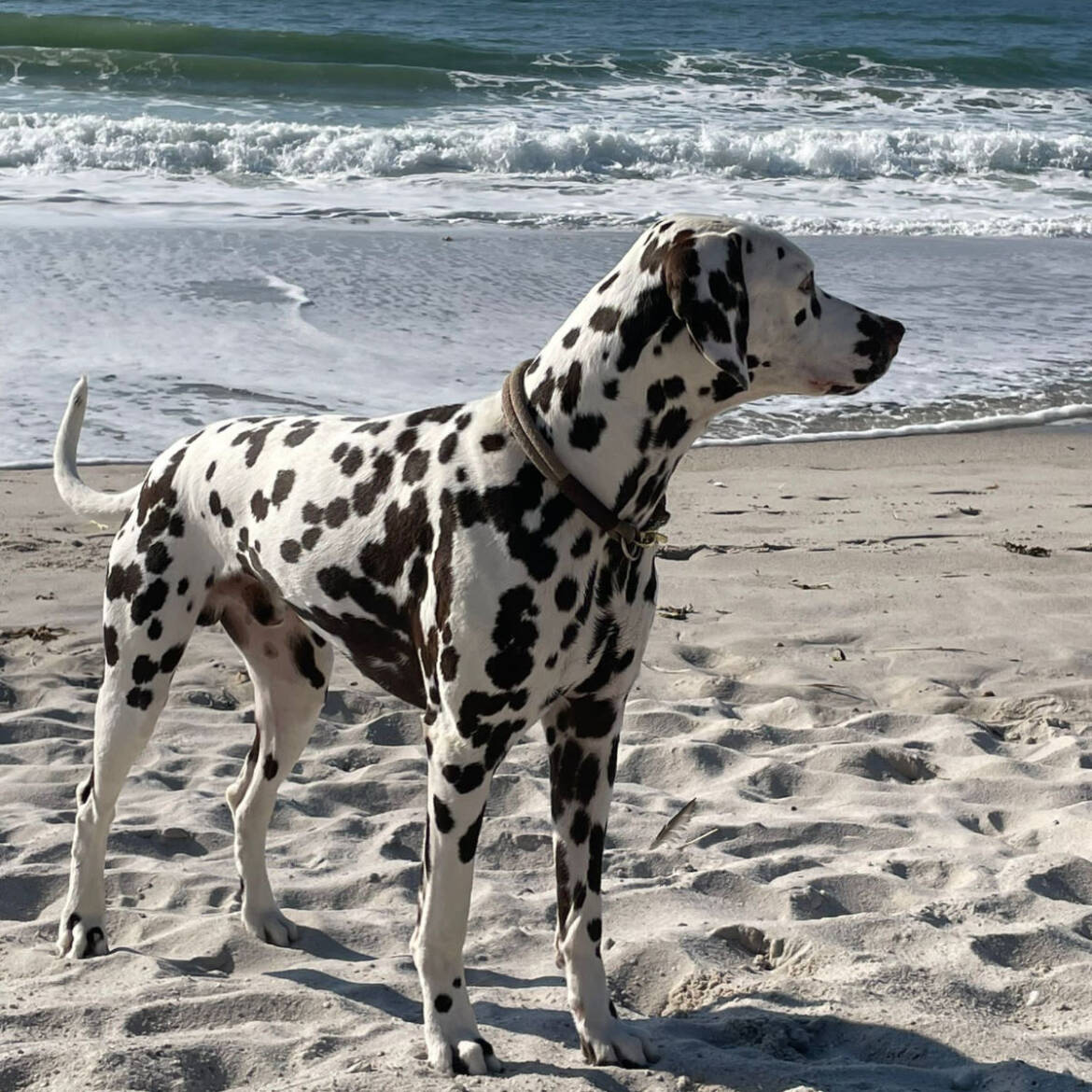 Der-Dalmatiner_ffad174f-988e-419c-954f-3dbf160a3052.jpg