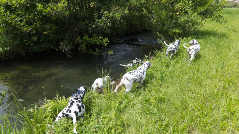 Dalmatiner Wanderung am Hahnenberg