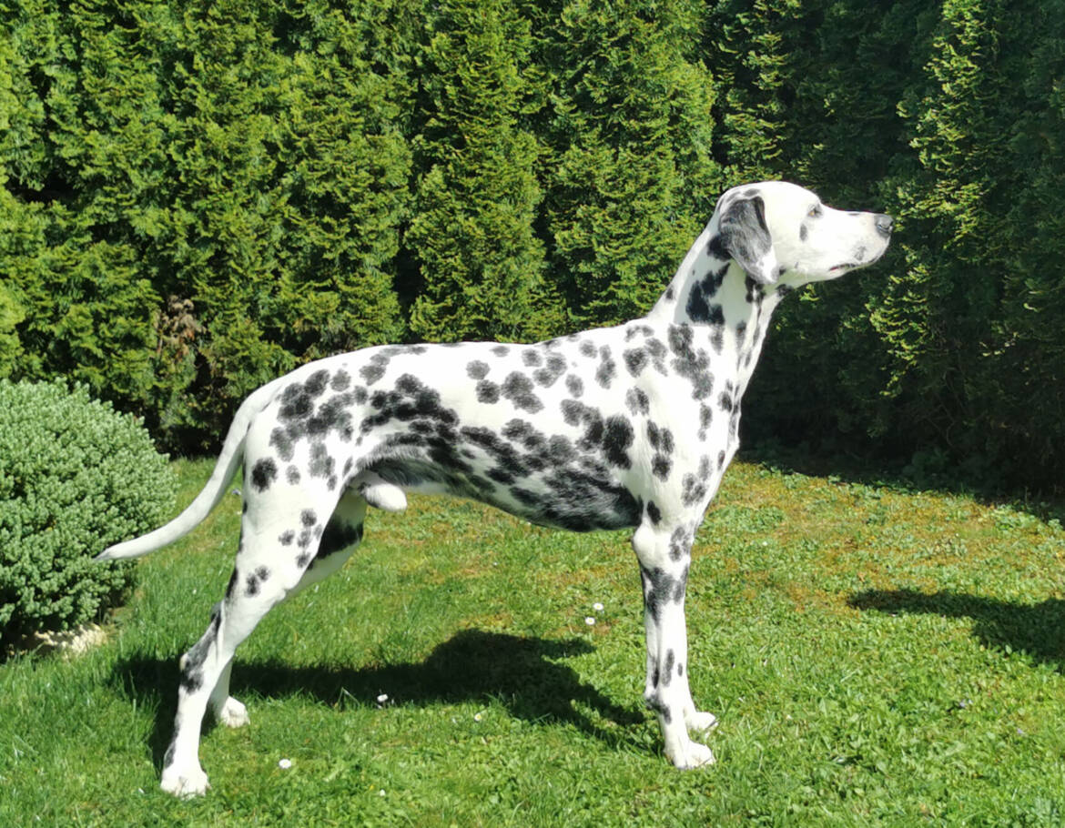 Stud-Dog-Campino_von_der_Pfaelzer_Weide_b-1.jpg