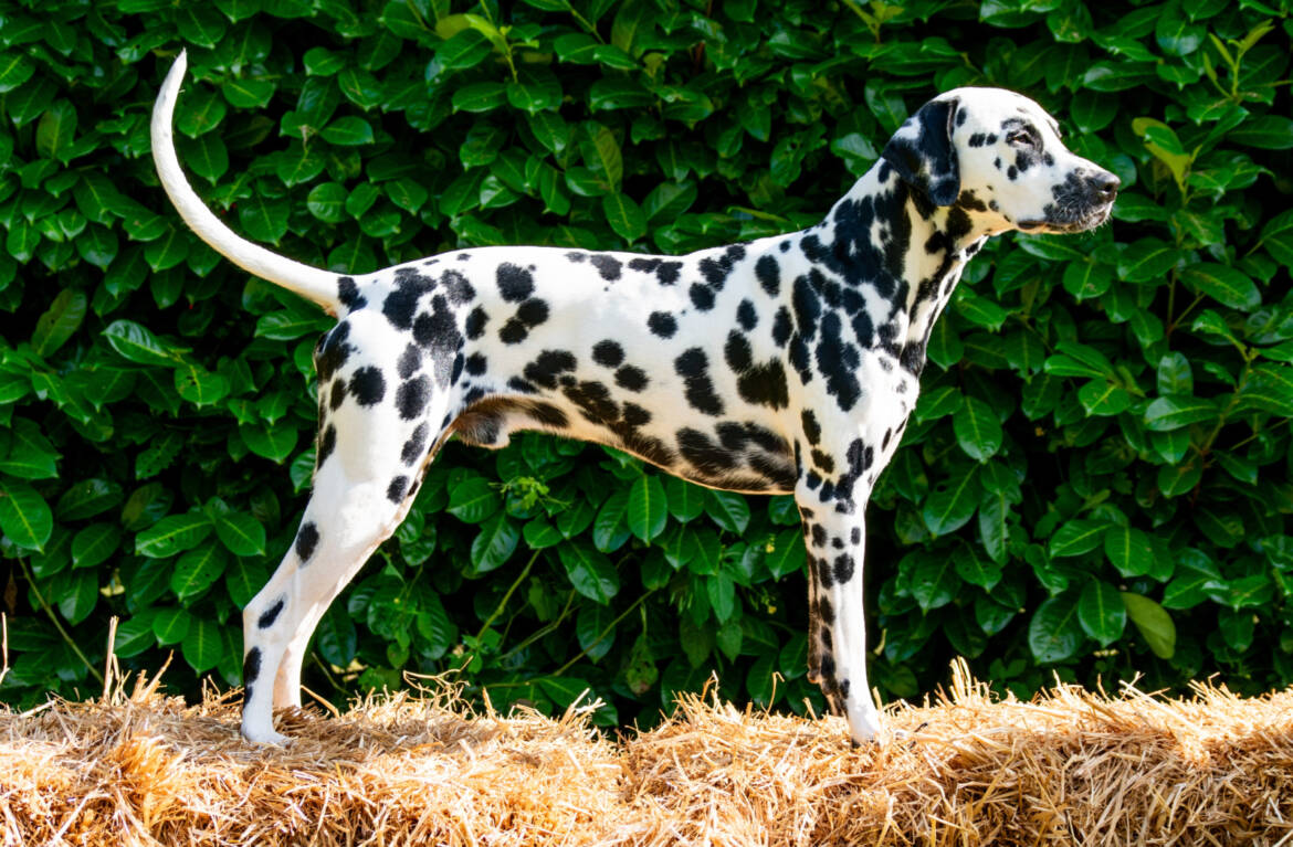 Stud-Dog-Aragon_von_den_Droemlingspfoten.jpg