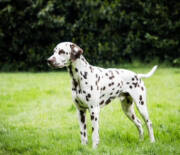 Stud-Dog-Sky-Lando_da_Capo_vom_Kirchwinkel