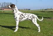 Stud-Dog-Bacardi_Feeling_Canadian_Copper