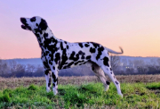 Stud-Dog-Hicks-vom-Sayner-Schloss.jpg