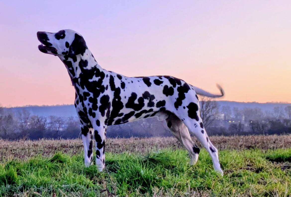 Stud-Dog-Hicks-vom-Sayner-Schloss_b.jpg