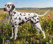 Stud-Dog-Malibu-Passion-von-der-Bad-Muenstereifeler-Hoehe_b