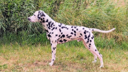 Stud-Dog-Palimpalis_Chetan.jpg