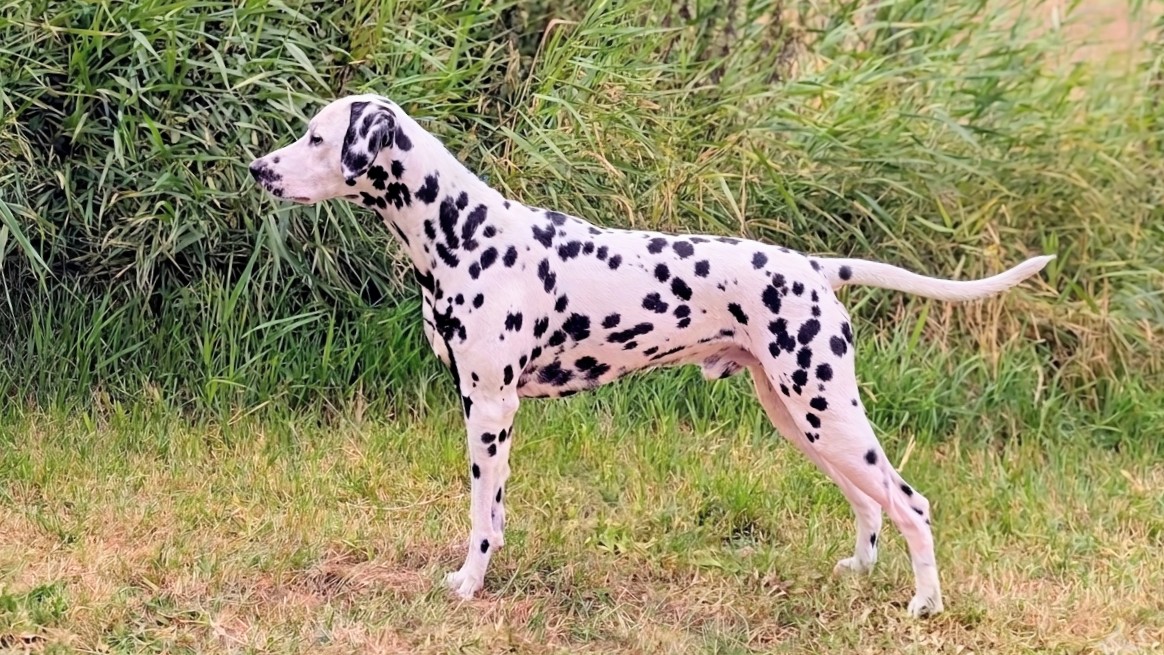Stud-Dog-Palimpalis_Chetan_b.jpg