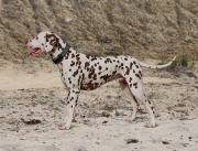 Stud-Dog-Applecreek_Ben_Nevis_the_Majestic.jpg