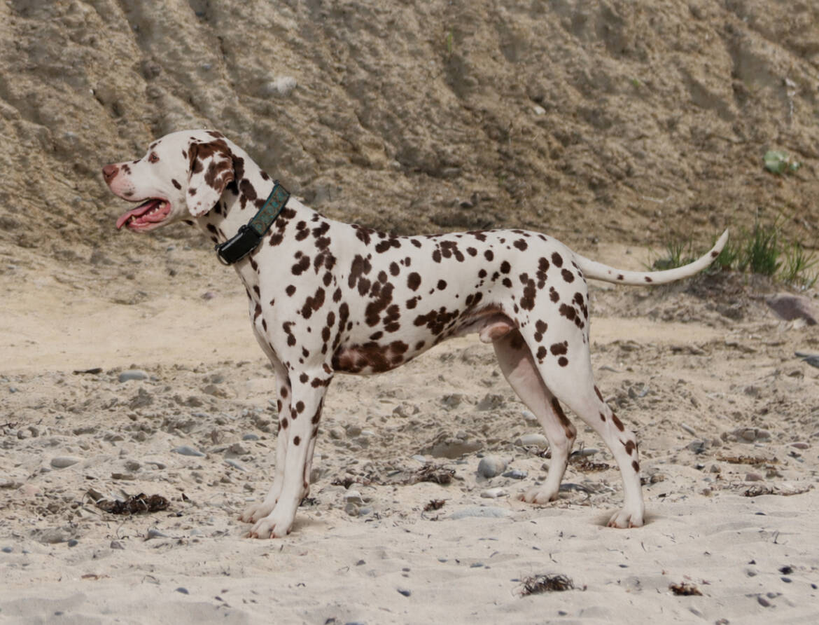 Stud-Dog-Applecreek_Ben_Nevis_the_Majestic_b.jpg