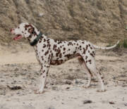 Stud-Dog-Applecreek_Ben_Nevis_the_Majestic_b